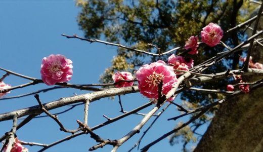 【校長より】いろはにほへと第２回読み書きクラス卒業式によせて