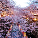 お花見