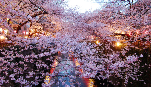 お花見